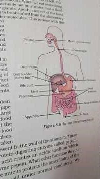 Life processes Pt 19