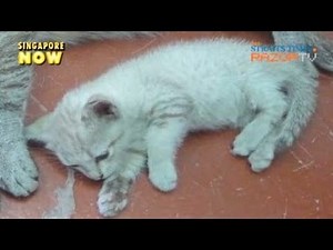 Extreme abuse cases (Animal Cruelty Pt 3)