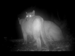 Mountain Lion Screams, Growls, and Purring: Mating Behavior