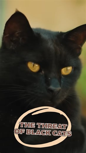 21K views · 410 reactions | Black Cats: From Mythical Guardians to Misunderstood Omens | Origins Explained | Facebook