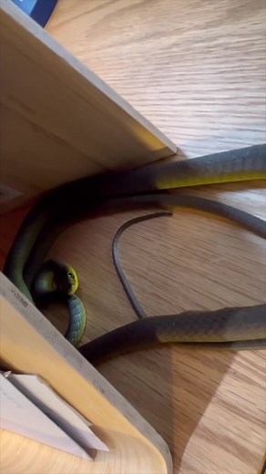 536K views · 4.8K reactions | Lady Surprised by Snake on her Office Desk! The snake went unnoticed for a while and was only inches away from her... **To use this video in a commercial player or in broadcasts, please contact licensing@storyful.com** | Sunshine Coast Snake Catchers 24/7 | Facebook