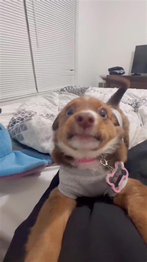 Funny Puppy Moments That Will Make You Smile