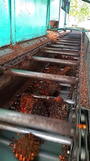 150K views · 2K reactions | Ini adalah stasiun loading ramp tempat untuk menampung TBS sebelum masuk ke tahap perebusan. • Di stasiun loading ramp, T @BS akan dituang ke ffb 1 dan FFB 2 untuk diteruskan ke bejana rebusan vertikal. • • #Fyp_tayangan #Fyp_jangkauan #Fbpro #Monetisasi #Loading_ramp #Pabrik_sawit #Pabrik_sawit | Ruliadi Saragih | Facebook