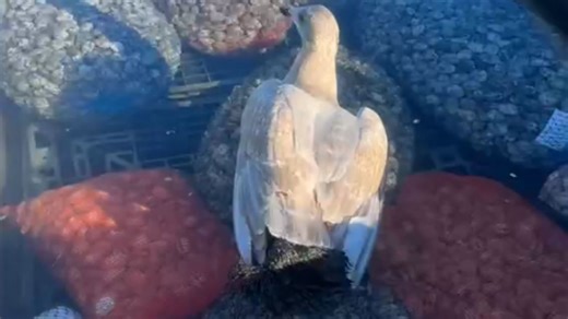 Clam clutches seagull’s toe until a quick-thinking rescue saves the day