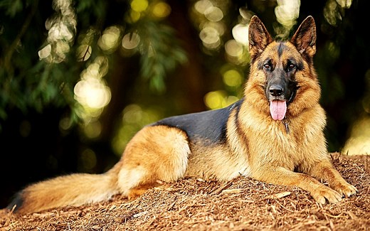 230 Strong Names for Female Guard Dogs