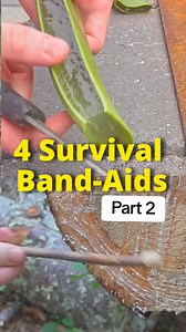 67K views · 1.4K reactions | 4 More Natural Band-aids you can make in the wild #foraging #survival #bushcraft #nature #plants | Son of a Bear Herbs | Facebook