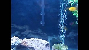 125 gallon african cichlid tank aquarium t5 nova extreme lighting lace rock olympus stylus 850sw