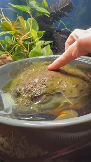 This person was checking on their Pixie frog, Doc Bullfrog, while he was resting underwater. When he suddenly woke up, he jolted awake, glared at the camera, and quickly tried to attack it. | Jukin Copyright Management