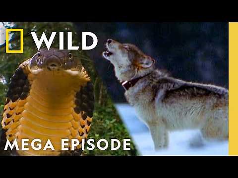 Discovering Deadly Killers | World's Deadliest MEGA Episode | Nat Geo Animals