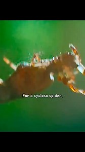 THE CYCLOSA SPIDER #animals #animalworld #spider #cyclosaspider | Animal Documentary