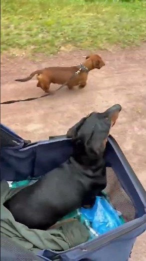 Funny Dogs Compilation – Hilarious Puppy Moments!