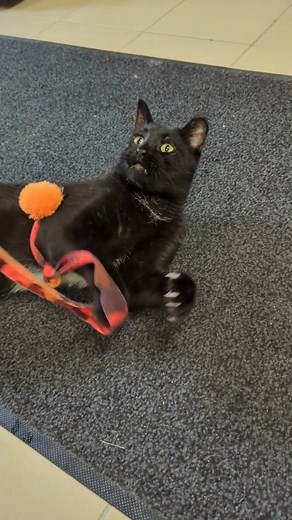 Indy is just a big lover! He's our FIV black cat that came to the shelter in early August. He is very social and loves to play! Because he is FIV , Indy needs to be adopted out to a family that no other pets or only other FIV cats, but don't mistake his special needs for a reason not to adopt! With a good diet, a low-stress, sanitary environment, regular veterinary check-ups, and prompt treatment for any infections, many FIV-positive cats live just as long as uninfected felines. Indy is enjoying
