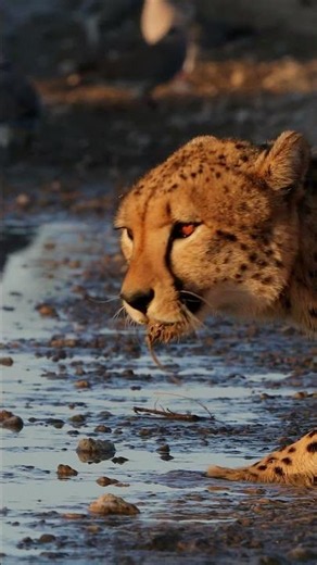 Cheetah Suddenly Turns and Looks Straight at Me 🐆