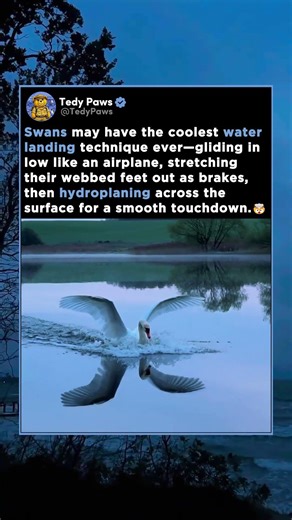 Swans have the coolest water landing technique you’ll ever see.