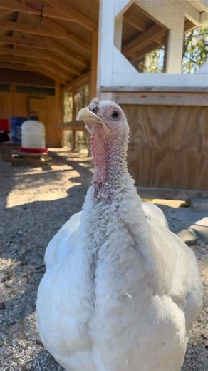 ATHOME-stead on Instagram: "What an incredible day with our Teens at Rising Farmers Academy. We started the morning inside with hot chocolate while the air was still crisp, then headed outdoors as the sun warmed things up to take care of farm chores and begin our hands-on survival training. Today’s focus was shelter building, where teens learned about different shelter types and their purposes, including the lean-to as a fast and effective structure for protection from wind and rain. They also l