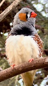 Male Zebra Finch Singing - Bird Sounds #birds #bird