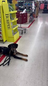 Sleuth final outing. Such a smart, well behaved puppy!!! | Camelot K9 Academy, Dog Training and Boarding Facility