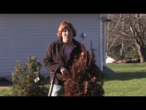 Gardening Tips : How to Remove Dead Shrubs