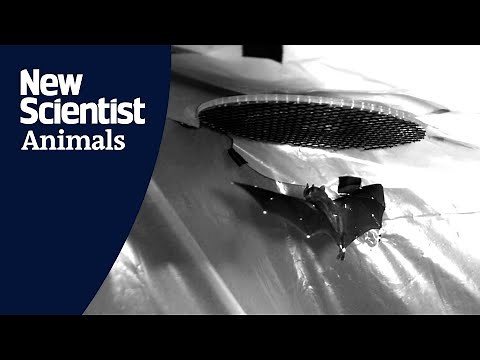 Bats’ landing styles differ depending on where they roost