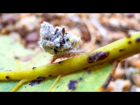 He Carries Trash Everywhere – But Why? 🤔 #nature