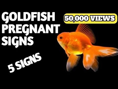 How to tell if a Goldfish is pregnant | Goldfish pregnant signs | Pregnant goldfish .