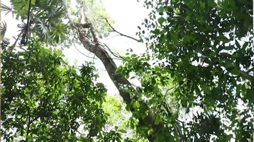 GOB Weighs Pros and Cons of Logging in Mountain Pine Ridge A local furniture company, Belize Woodmark Designs Limited, has applied for a logging license in the area but concerns are already surfacing. Chief Forest Officer Wilbur Sabido has raised red flags, warning of serious ecological, hydrological, and even archaeological risks. So, will the Briceño administration greenlight the concession despite those concerns? Prime Minister Briceño says if logging is to happen, it must be done sustainably