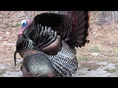 Male Wild Turkeys (Toms): Dragging their Wing Feathers