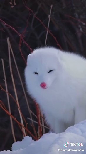 Beautiful White Fox - Magical Creatures in Snow