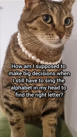 4.2K views · 91 reactions | Alphabet struggles  | Winter Cat | Facebook