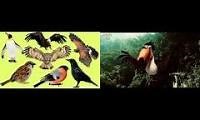Mix of 2 videos from youtube : Smart Kids Vs Drulii Tv Bird