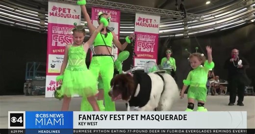 Furry friends dress up in top-tier costumes for Key West's Fantasy Fest Pet Masquerade