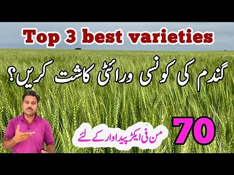 The best high yielding wheat varieties | Top three best wheat varieties | Abid Ali Agrarian