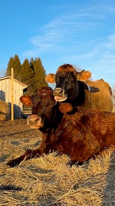 20-year-old cow finds her soulmate And their rescuers build them a cow house of their dreams 💜 Keep up with Uncle Neil’s Home, A Farm Sanctuary on Instagram: https://thedo.do/uncleneilshomeIG And learn more about donating: https://thedo.do/DonateUncleNeilsHome | The Dodo