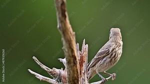 Immature House Finch perching nervously on small branch of dead and broken Cedar tree