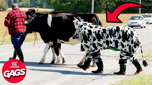 This is hilarious #comedy | Just For Laughs Gags