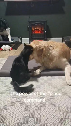 What do evenings look like around here? Well, here you go! Tarot once again does a fantastic job at being a huge distraction for success!😻 | Silver Bullitt K9 Training