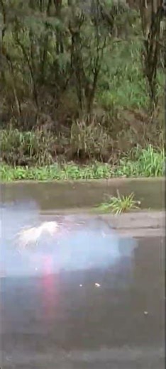 ground bloom in the rain 🌀✨🌧️#fireworks