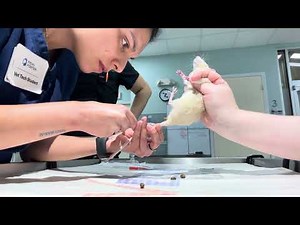Penn Foster Veterinary Technician Externship 2 - Skill # 45