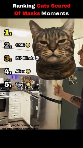 Ranking Cats Scared Of Masks Moments