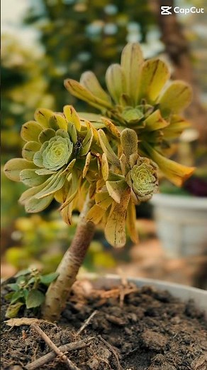 🌸 Flower Collection | Beautiful Nature Video 🌸