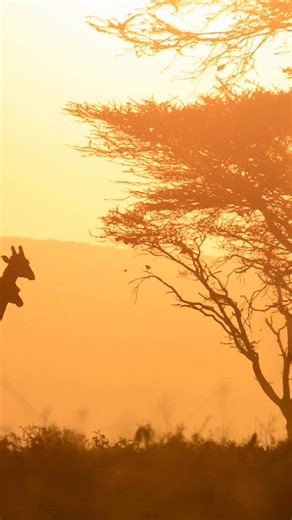 🌅 Sunrise in the Serengeti is not just a moment — it’s a transformation. As the first golden light spills over Tanzania’s vast plains, the wilderness awakens with purpose. Lions return from a night’s hunt, wildebeest gather in shimmering herds, zebras graze the dew-kissed grasslands, and the sky erupts with the songs of lilac-breasted rollers and starlings. Here, dawn is the heartbeat of Africa — a reminder that every day begins with chances, choices, and survival. The Serengeti sunrise holds s
