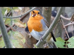 European Robin Singing
