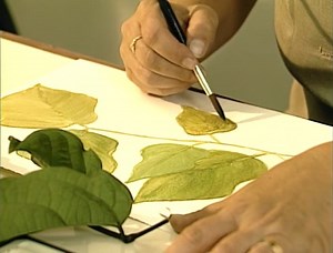 Amazônia documenta: Margareth Mee, a Dona da Flor da Lua