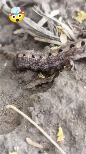 Amazing Caterpiller Speed & Moves | Unbelievable #insects 🤯