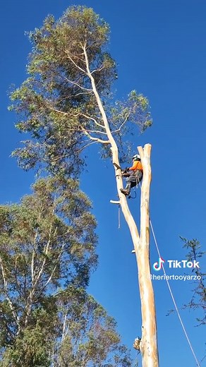 Professional Tree Climber Demonstrates Arborist Skills