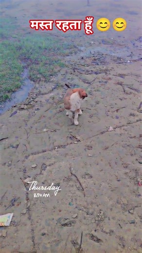 मस्त रहता हूँ 😊😊 #trending #youtubeshorts #bodybuilding #papy#p #trending 🔥🔥🔥🔥 #funny #youtubeshorts