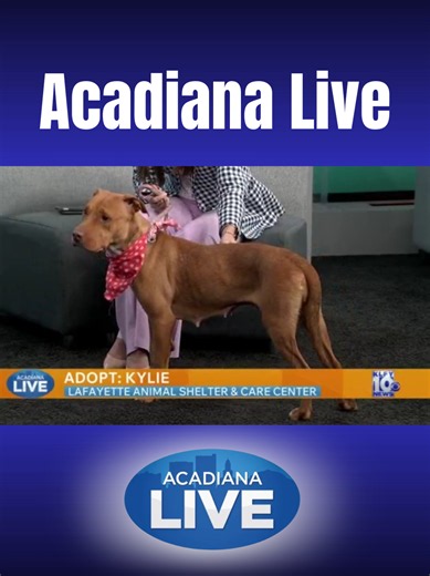 Whitney with the Lafayette Animal Shelter and Care Center stopped by Acadiana Live to share the details on sweet Kylie! Kylie has a gentle spirit and does wonderfully with other dogs! She would love a family to spoil her! #acadianalive #localnews #klfy #klfyplus