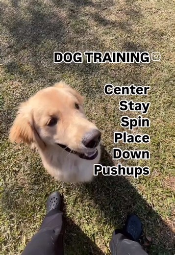We try our best to get some training in at least 15-20 mins a day although it’s harder on a work day. We use the beef trainers because they are small and George likes them. Sometimes I take a handful and just throw them in the grass so he has to sniff to find them 😀 #goldenretriever #puppy #puppytiktok #goldensoftiktok #fyp #goldenretrieverlife #goldenretrieverpuppy #boydog #cutepuppy #dogmom #dogstagram #goldenretrievers #pupfluencer #welovegoldens #dogfluencer #goldenretrieverworld #puppiesof