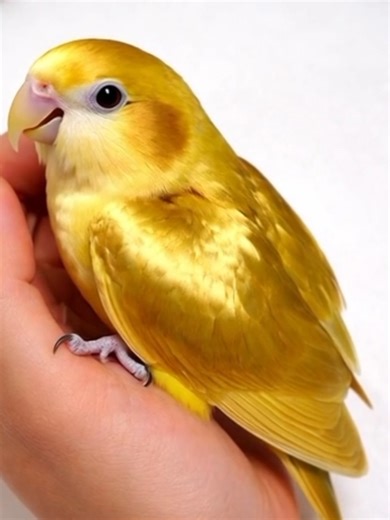 #creatorsearchinsights This golden lovebird flaps its wings and flies away in the most realistic way 🐦✨ golden lovebird, flying bird, bird flapping wings, realistic bird video, cinematic bird, viral bird, bird takeoff, nature short, animal short video #fyp #foryou #bird #lovebird
