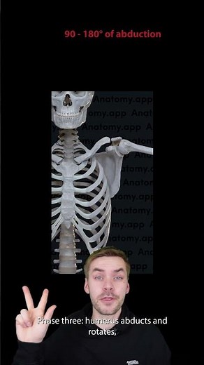 Biomechanics of the upper extremity: scapulohumeral rhythm